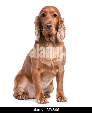 Cocker Anglais, 3 ans, assis devant un fond blanc, studio shot Banque D'Images