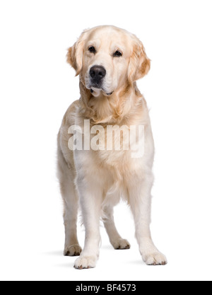 Golden Retriever, 3 ans, in front of white background, studio shot Banque D'Images