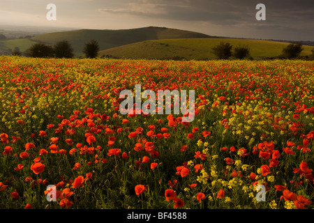 Beau champ de coquelicots Papaver rhoeas et navet sur le Dorset Downs, la floraison en septembre. Fontmell, Dorset. Banque D'Images