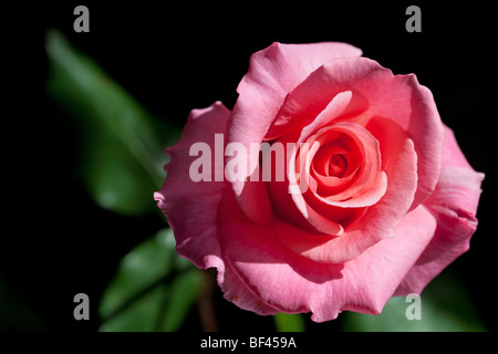 Rose rose sur un fond noir Banque D'Images