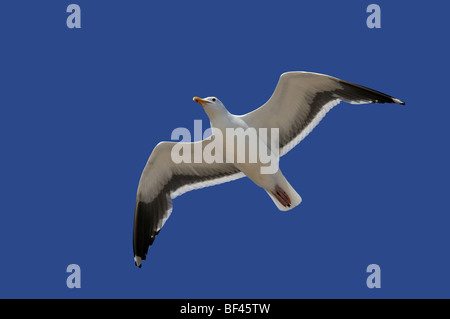 Mouette en vol isolé sur un ciel bleu Banque D'Images