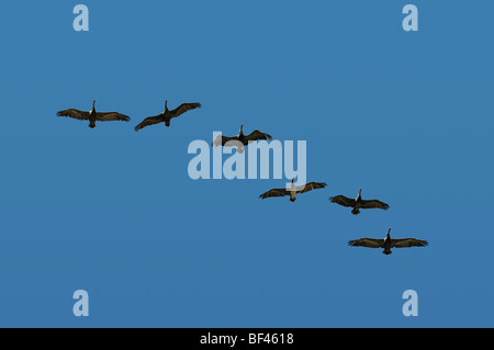 Pelican en vol et en formation sur un ciel bleu Banque D'Images