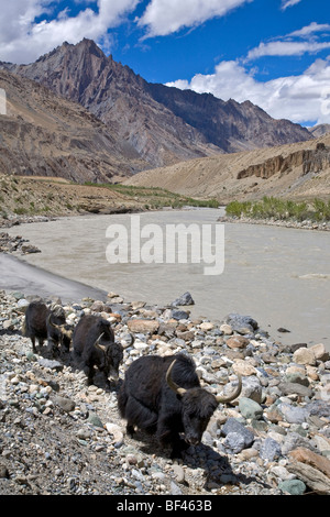 Les yacks. La rivière Zanskar. Padum-Lamayuru trek. L'Inde Banque D'Images