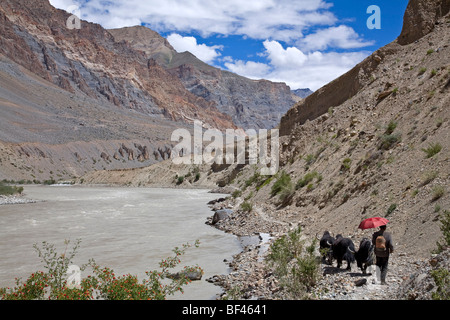 Les yacks et Berger. La rivière Zanskar. L'Inde Banque D'Images