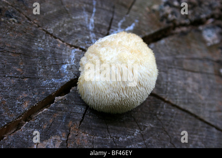 Hericium erinaceus, également appelé crinière de lion ou de Champignons Champignons dent barbu, choix comestible, également utilisé dans la médecine asiatique. Banque D'Images