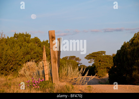 Un passage de la garde du bétail jusqu'à l'état les terres forestières, la pleine lune passe au lever du soleil, sur une route de terre dans le sud du Nouveau-Mexique. Banque D'Images