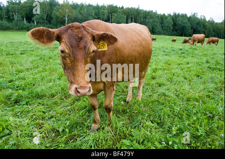 Les vaches Angus rouge sur les pâturages. Fort Kent ME Banque D'Images