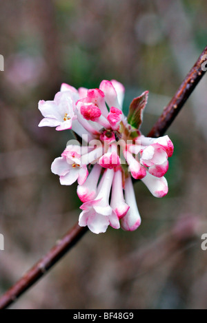 VIBURNUM X BODNANTENSE 'CHARLES LAMONT' AGM Banque D'Images