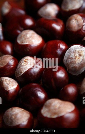 Conkers ou horse chestnuts Banque D'Images