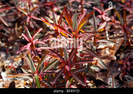 Euphorbia sikkimensis AGA à la mi-mars Banque D'Images