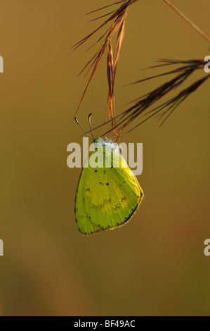 Papillon jaune herbe commune Banque D'Images