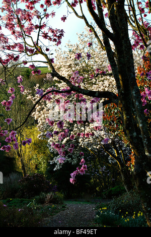 Magnolia sargentiana robusta var alba et Magnolia campbellii (rose) Marwood Hill Gardens, North Devon Banque D'Images