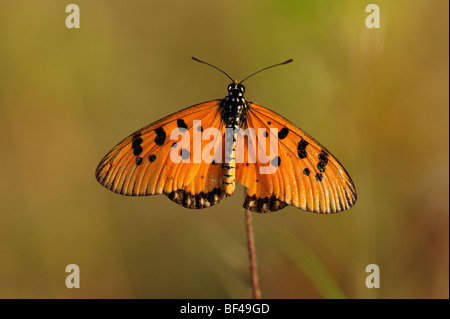 Tawny Coster Butterfly Banque D'Images