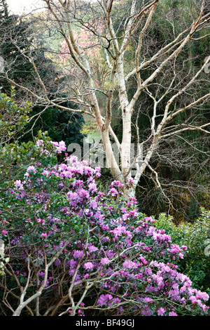 Rhododendron 'Peter John Mezitt' AGA à Marwood Hill Gardens, North Devon Banque D'Images