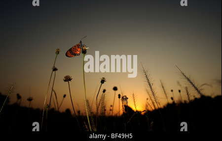 Tawny Coster Butterfly au lever du soleil Banque D'Images