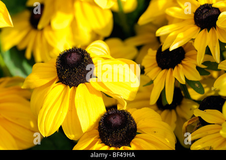 Rudbeckia hirta 'toto' citron black-eyed susan or jaune fleur fleur fleur vivace vivace la moitié de la fin de l'été Banque D'Images