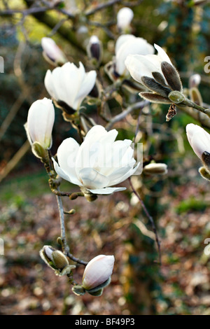 Magnolia x loebneri 'Merrill' AGM Banque D'Images