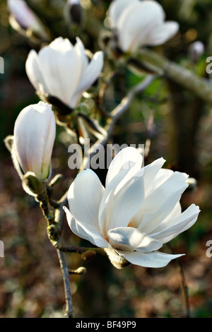 Magnolia x loebneri 'Merrill' AGM Banque D'Images