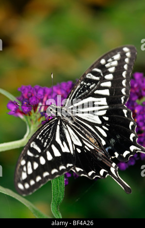 Cerf-volant papillon papier de riz idée leuconoe verre papillon tropical d'alimentation d'alimentation potable bush buddleia violet noir blanc Banque D'Images