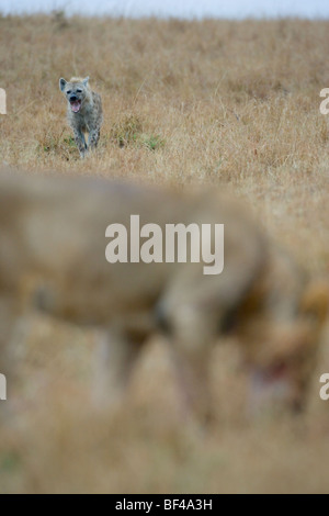 L'hyène tachetée, Crocuta crocuta, avec l'African Lion mâle en premier plan d'alimentation. Le Masai Mara National Reserve, Kenya. Banque D'Images