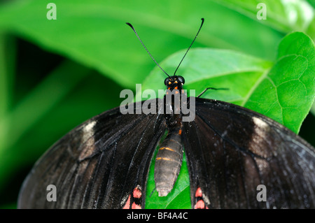 Transandean Cattleheart Parides iphidamas) (papillon tropical au repos sur une feuille verte noir rouge Banque D'Images