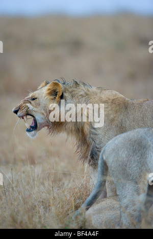 L'Afrique de l'Homme Lion, Panthera leo, qui vient tout juste de se nourrir de gnous tuer. Le Masai Mara National Reserve, Kenya. Banque D'Images