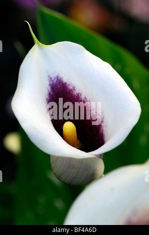 Zantedeschia calla lily blanc jaune violet picasso fleur vivace fleur Banque D'Images