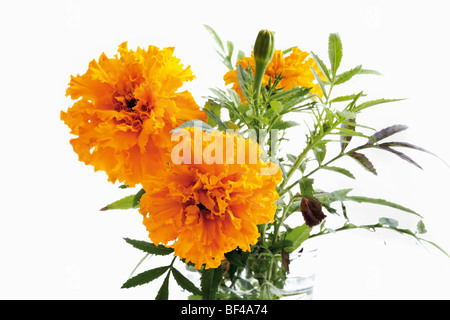 Fleurs de couleur jaune-orange Banque D'Images