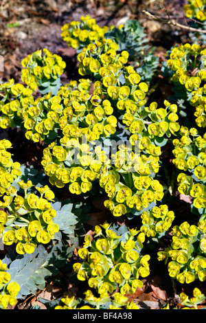 Euphorbia myrsinites AGM Banque D'Images