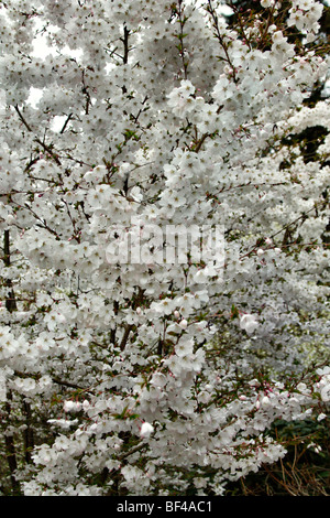 Prunus incisa 'La Mariée' à RHS Wisley, jardin Banque D'Images