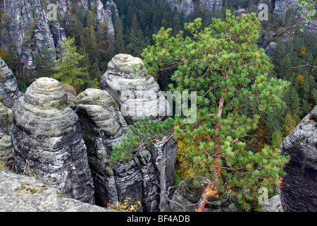 Les roches de la Bastei formation dans les montagnes de grès de l'Elbe Elbsandsteingebirge avec pin, le pin sylvestre (Pinus sylvestris), Nat Banque D'Images