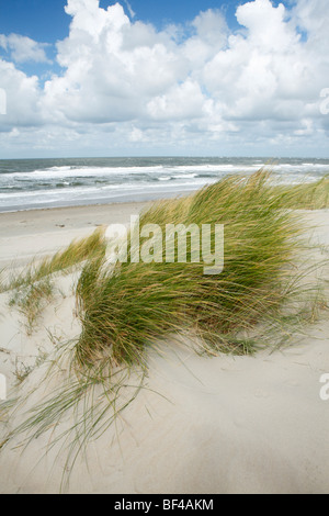 L'ammophile sur la plage près de la réserve naturelle de Slufter, Texel, Hollande, Pays-Bas, Europe Banque D'Images