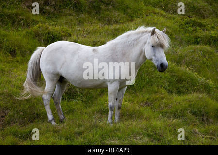 Iceland Horse, cheval gris, Islande, Europe Banque D'Images