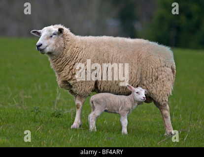 Moutons et agneaux Banque D'Images