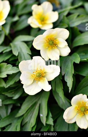 Anemone x lipsiensis 'Pallida' AGM close up Banque D'Images