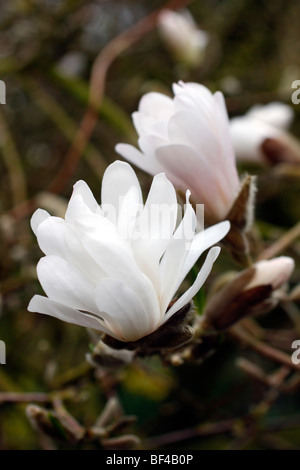 Magnolia stellata 'Waterlily' AGM Banque D'Images