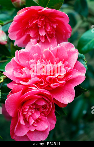 Camellia x williamsii "anticipation" AGA Banque D'Images