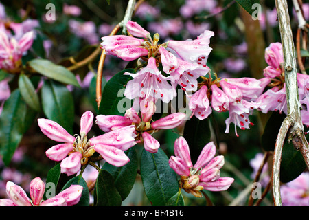 Rhododendron rubiginosum Banque D'Images