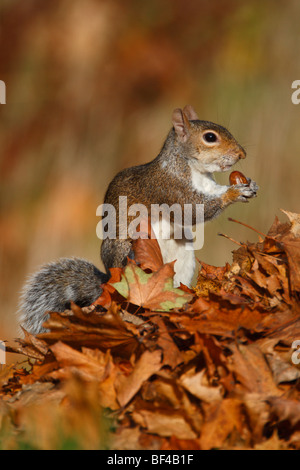 L'écureuil gris Sciurus carolinensis nourrir Banque D'Images