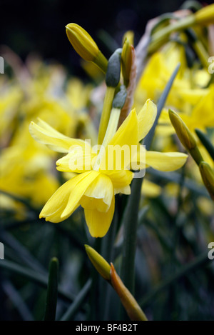 Narcissus 'Hawera' AGM Banque D'Images