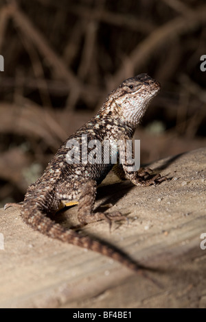 Clôture de l'Ouest (lézards Sceloporus occidentalis), Point Lobos State Reserve, California, USA Banque D'Images