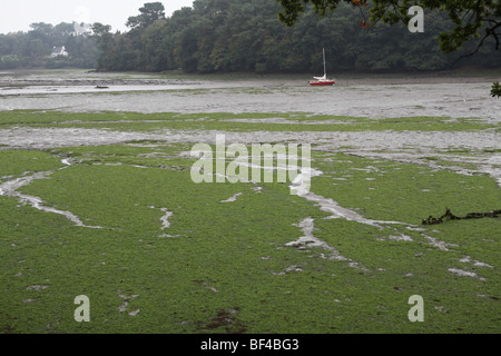 Près de l'estuaire de la rivière Odet Plomelin - Finistère - Bretagne - France Banque D'Images