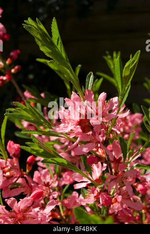 Prunus tenella, amandier nain de Russie Banque D'Images