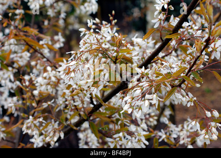 Aga de l'Amelanchier lamarckii Banque D'Images