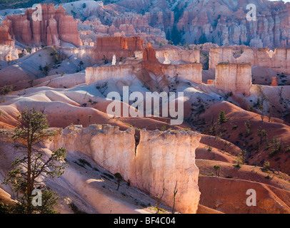 Paysage sur le Queens Garden Trail, Bryce Canyon National Park, Utah, USA Banque D'Images