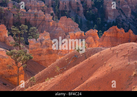 Paysage sur le Queens Garden Trail, Bryce Canyon National Park, Utah, USA Banque D'Images