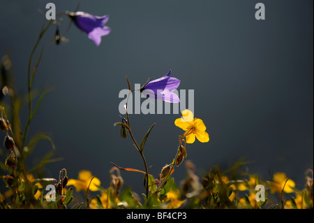 Scheuchzer Campanule (Campanula scheuchzeri's) dans la lumière du matin, Berwang, Nord, Ausserfern Tyrol, Autriche, Europe Banque D'Images