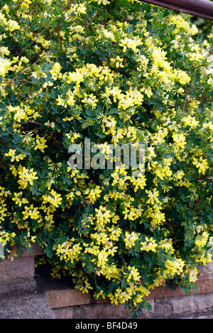 Coronilla valentina ssp. glauca 'Citrina' AGM Banque D'Images