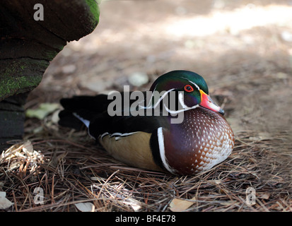 Canard branchu mâle reposant à l'ombre d'un rocher dans un parc Banque D'Images