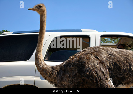 L'autruche, l'African Safari au Texas Banque D'Images